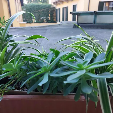 Monica's Dream * Verona